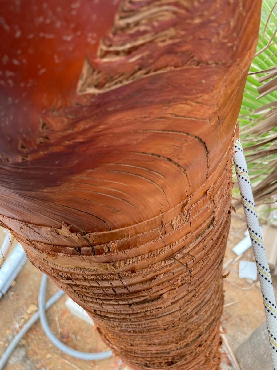WhatsAppImage20241021at111017101729503934 Primer plano del tronco de una palmera visto desde un ángulo inclinado. La corteza tiene textura rugosa y tonos marrones, y una cuerda blanca está atada al tronco.
